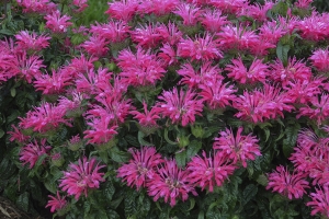 Monarda 'Electric Neon Pink' 